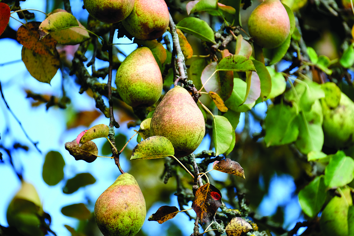 There were severe impacts on the pears this season over the winter which affected the bud count which will result in a 75% crop yield, according to Tree Fruit Extension Specialist, Tianna DuPoint.