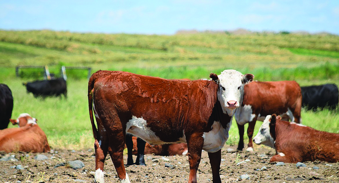 Washington Beef Ranchers Round up the ranchers: Annual Cattlemen’s and Cattlewomen’s Association ...