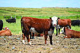 Round up the ranchers: Annual Cattlemen’s and Cattlewomen’s Association Tradeshow at the end of October