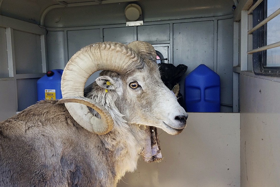 This undated handout photo provided by the Montana Fish Wildlife and Parks, shows a sheep nicknamed Montana Mountain King that was part of unlawful scheme to create large, hybrid species of wild sheep for sale to hunting preserves in Texas. (Montana Fish Wildlife and Parks via AP, File)