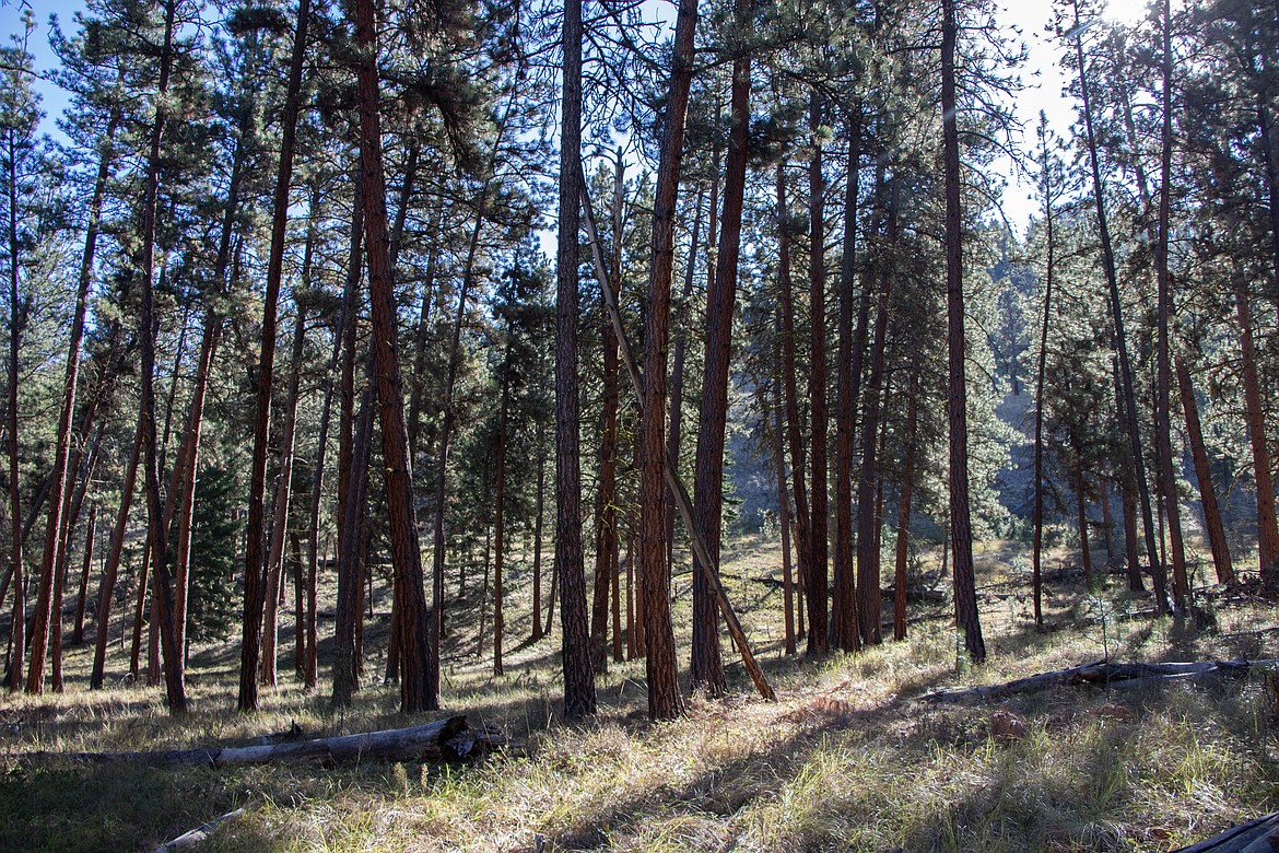 A healthily spaced forest, according to Montana Fish, Wildlife and Parks, is ideal for success of a tree species.  Wildlife and Parks on Sept. 28, 2024. (Kate Heston/Daily Inter Lake)