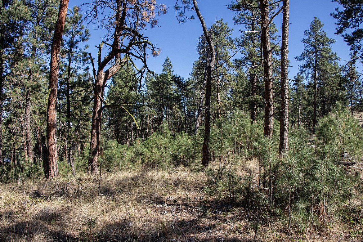 A stand of younger ponderosa pines before forest work at a volunteer event on Wild Horse Island through Montana Fish, Wildlife and Parks on Sept. 28, 2024. (Kate Heston/Daily Inter Lake)