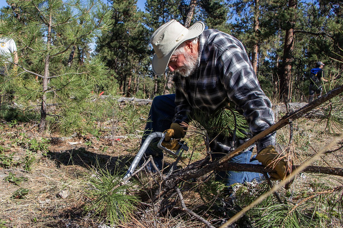 Steven Smith uses a hand saw on a small ponderosa pine at a volunteer event on Wild Horse Island through Montana Fish, Wildlife and Parks on Sept. 28, 2024. (Kate Heston/Daily Inter Lake)