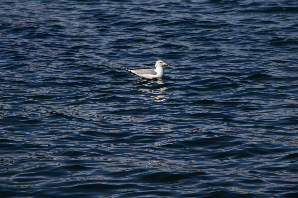 Birds swim in Flathead Lake near the shores of Wild Horse Island on Sept. 28, 2024. (Kate Heston/Daily Inter Lake)