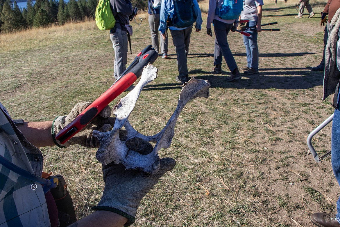 A volunteer holds an animal bone at a volunteer event on Wild Horse Island through Montana Fish, Wildlife and Parks on Sept. 28, 2024. (Kate Heston/Daily Inter Lake)