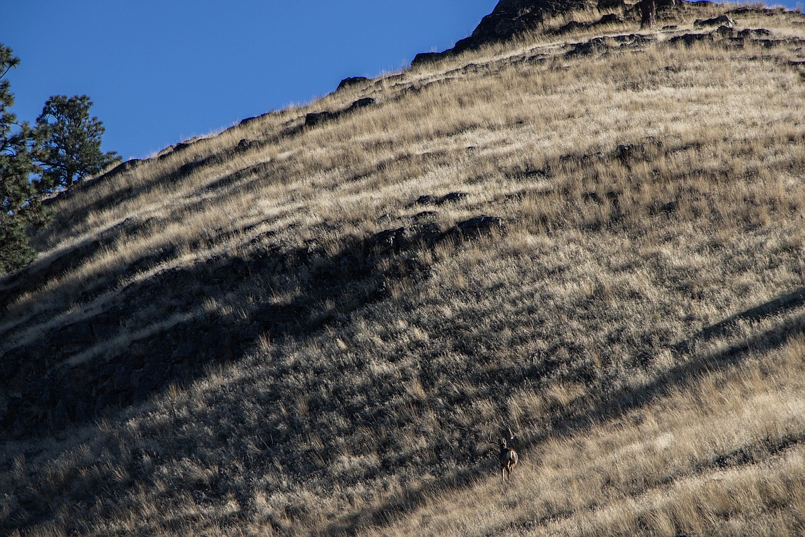 A large buck on Wild Horse Island on Sept. 28, 2024.  (Kate Heston/Daily Inter Lake)