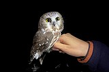 Saw-whet owl banding at Flathead Lake Biological Station