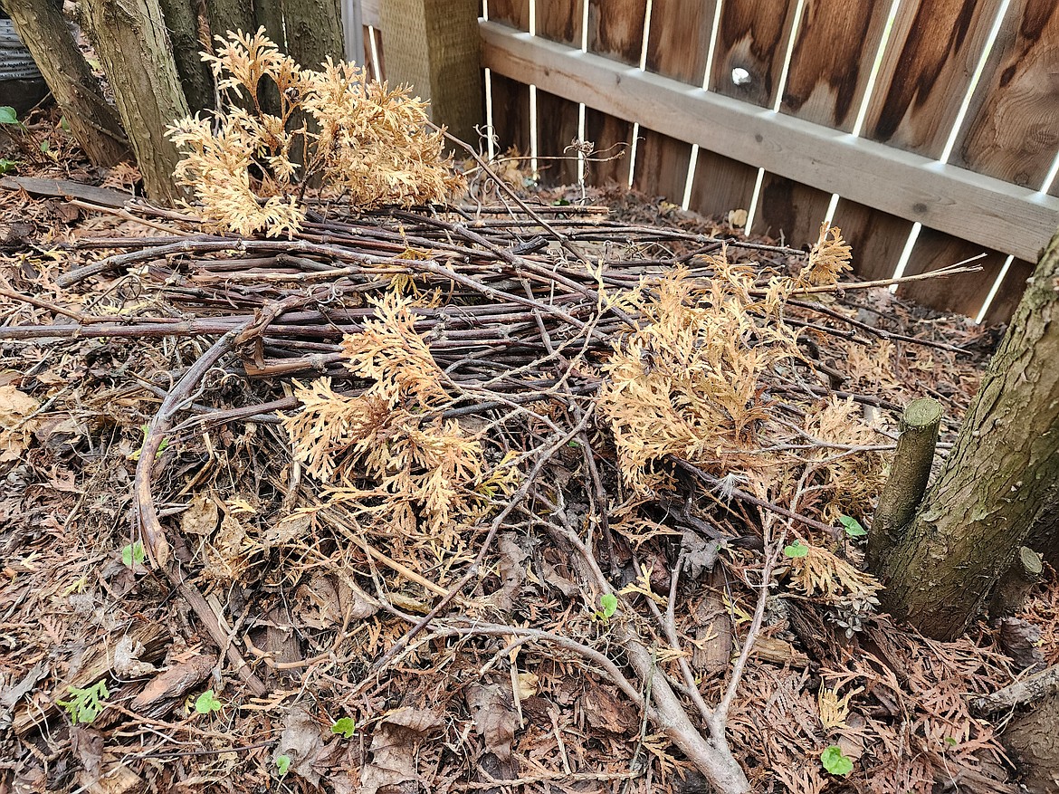 This small pile of sticks and brush is out of sight between the greenhouse and fence. It’s a perfect habitat for beneficial insects to overwinter.