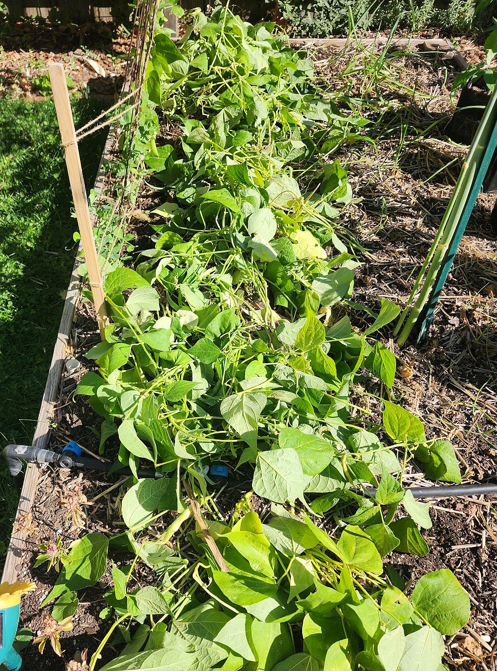 To save time, enrich the soil, and create insect habitat, chop and drop spent plant material directly in the garden bed. Roots and leaves will decompose over the winter.