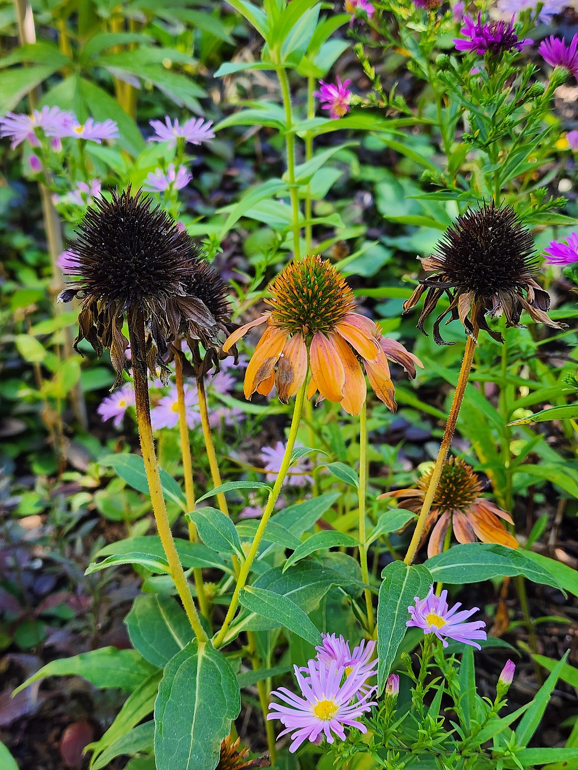 Instead of cutting perennial flowers down in the fall, let them stand. The dried seed heads provide bird food over the winter and a nesting cavity for native bees in the spring.