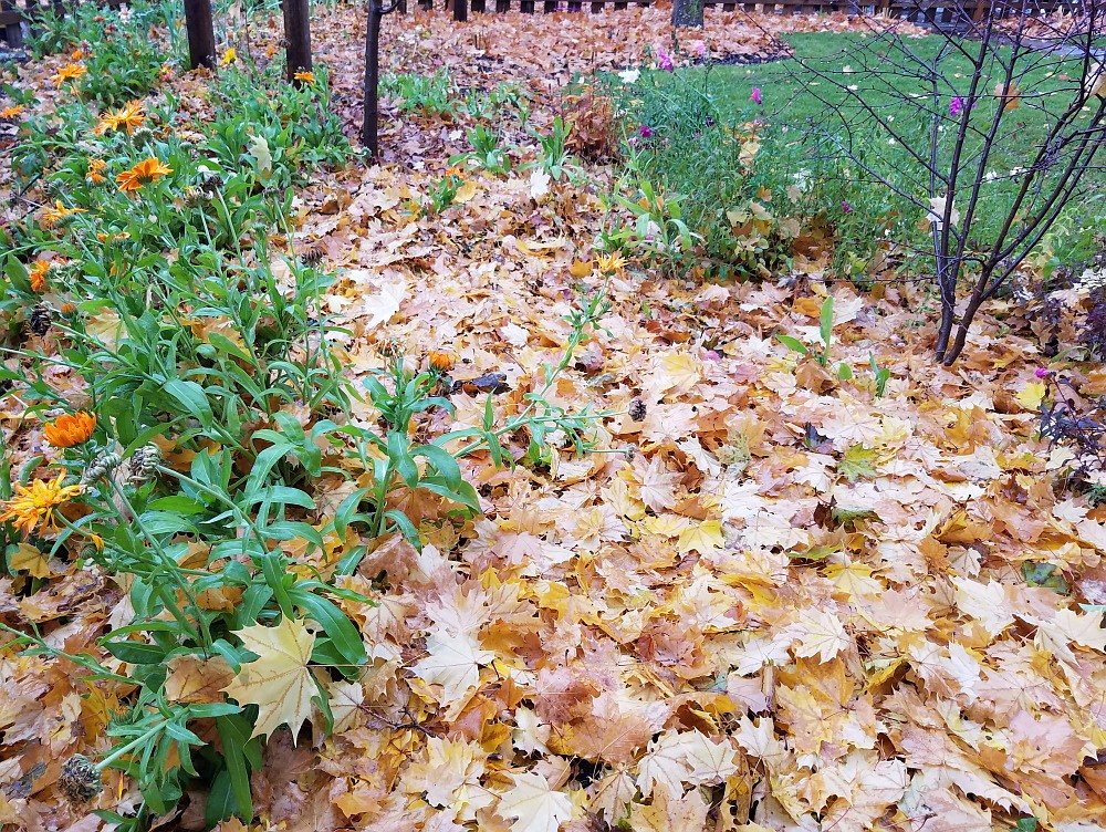 Instead of raking and bagging leaves that fall in the garden or flower beds, leave them be. They’ll provide a cozy winter habitat for beneficial insects.