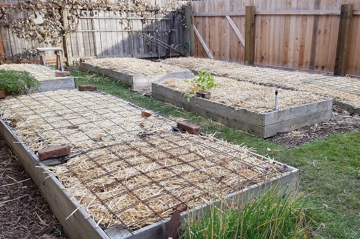 After amending the soil with compost, add a layer of straw or dried leaves to prevent erosion over the winter. Cattle panels keep the material in place and keep critters out of the beds.