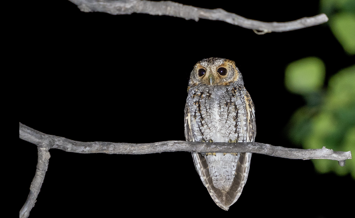 A flammulated owl. (Courtesy photo from Dan Casey)