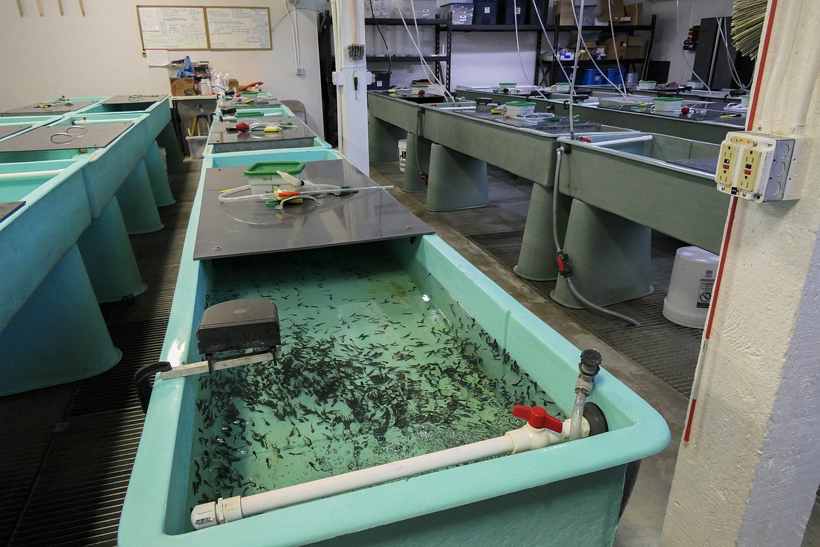 The Kootenai Tribe of Idaho raises juvenile white sturgeon at their hatchery near Bonners Ferry, Idaho. (Kate Heston/Daily Inter Lake)