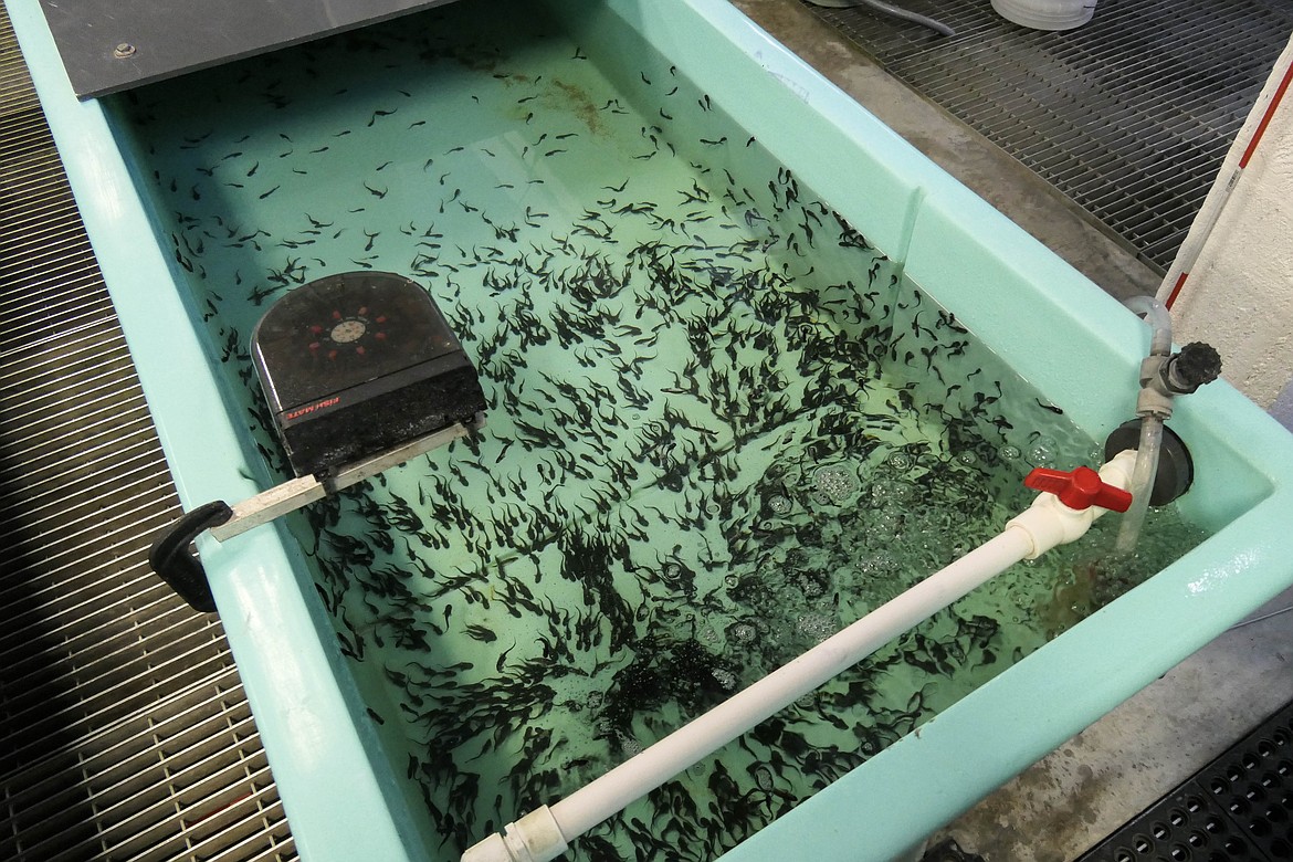 The Kootenai Tribe of Idaho raises juvenile white sturgeon at their hatchery near Bonners Ferry, Idaho. (Kate Heston/Daily Inter Lake)