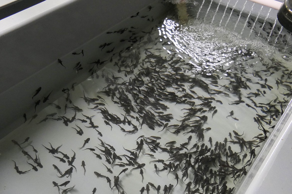 The Kootenai Tribe of Idaho raises juvenile white sturgeon at their hatchery near Bonners Ferry, Idaho. (Kate Heston/Daily Inter Lake)