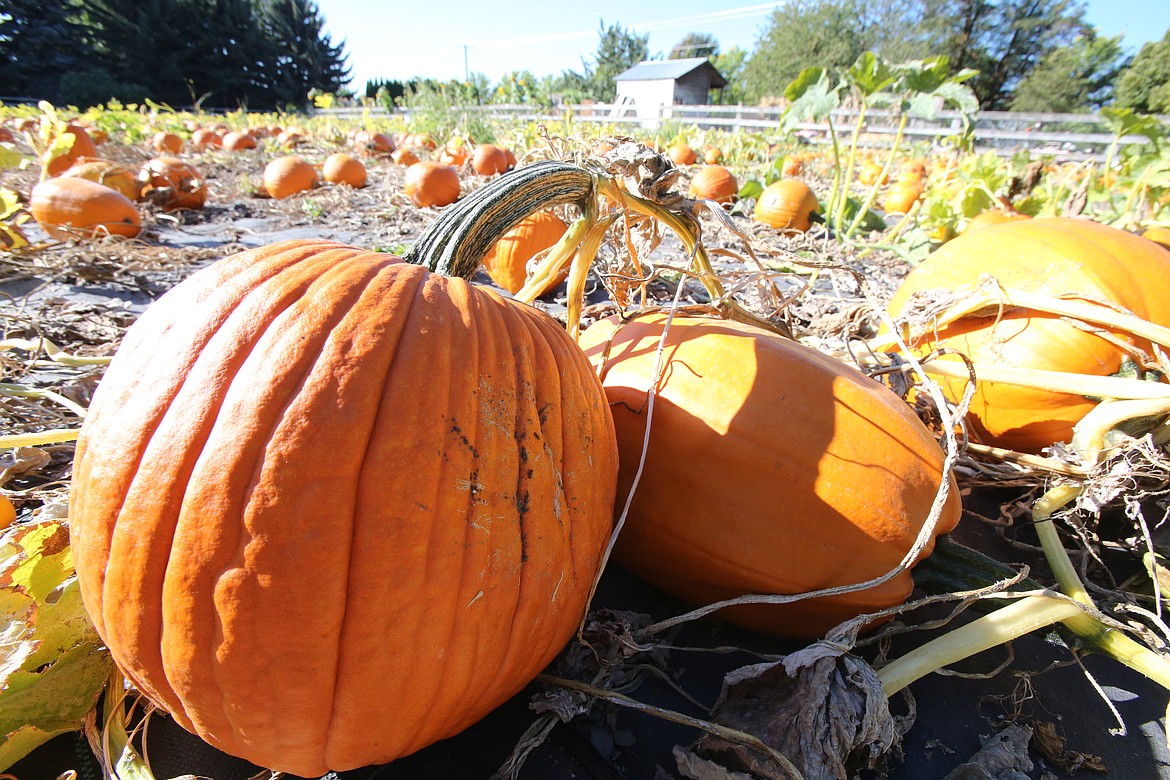 The pumpkin patch is a popular destination for visitors during the month of October at Prairie Home Farm.