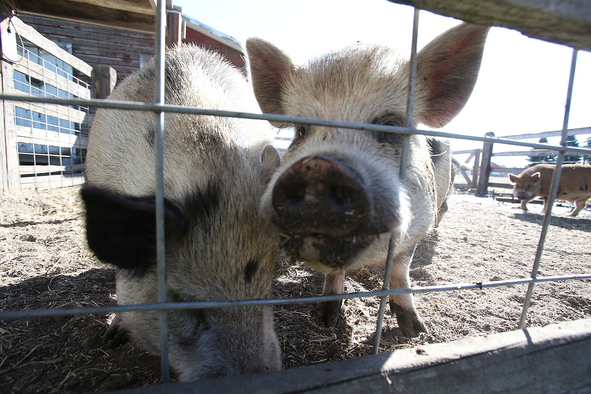 Kunekune pigs are among the friendly (and cute!) creatures at Prairie Home Farm.