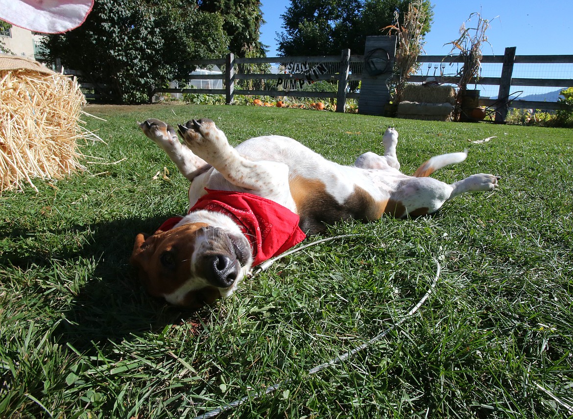 This is Prairie Home Farm's Daisy, a basset hound with a fondness for belly rubs.