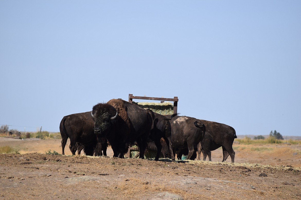 Bison enjoy a sunny Thursday at State Rep. Tom Dent’s, R-Moses Lake, ranch just outside of Moses Lake.