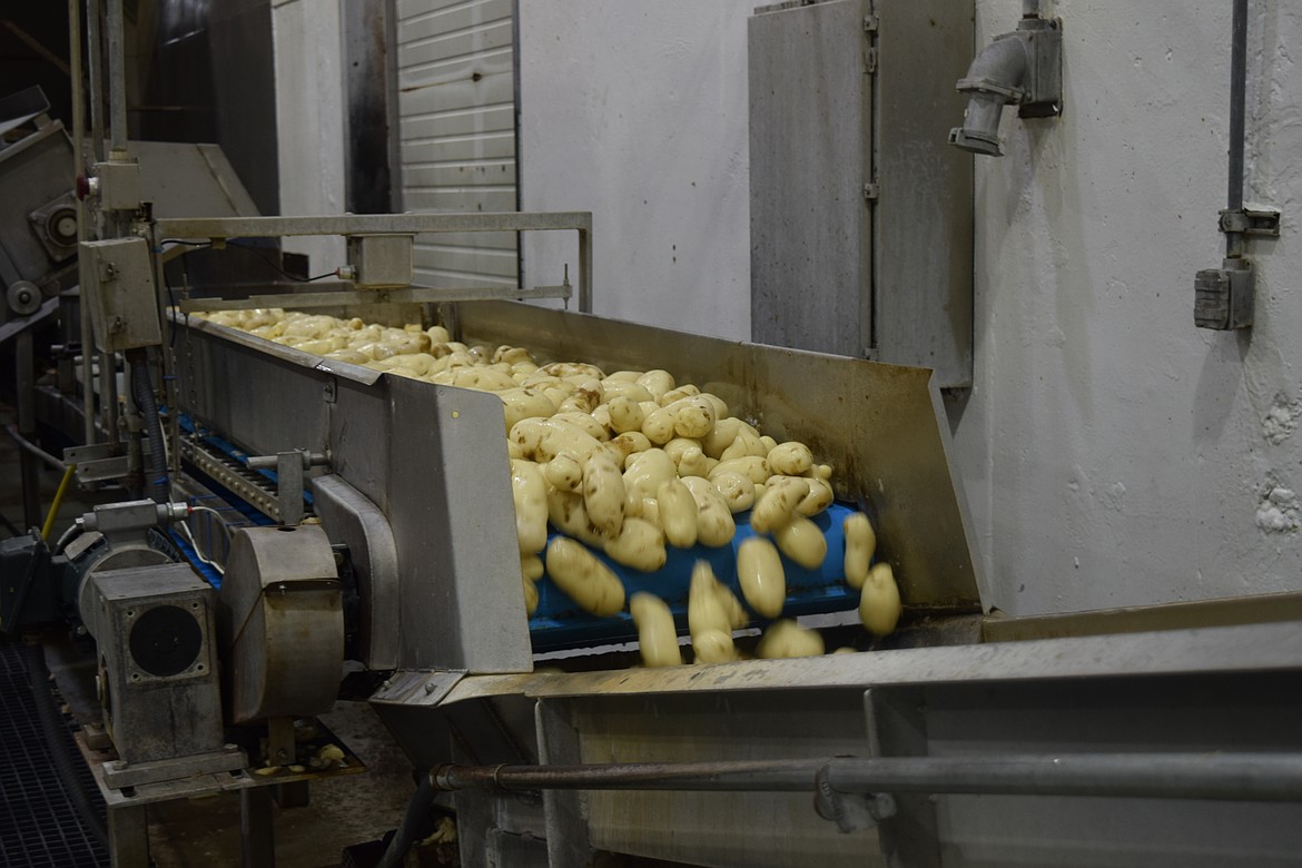 Potatoes start the process of becoming French fries and other fried goods at the J.R. Simplot factory.