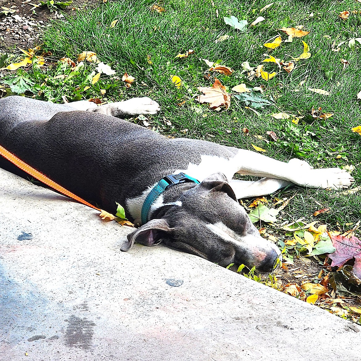 Sammi, a Lifesavers Animal Rescue pup, enjoys the sunshine at Saturday's LSAR picnic. (Berl Tiskus/Leader)