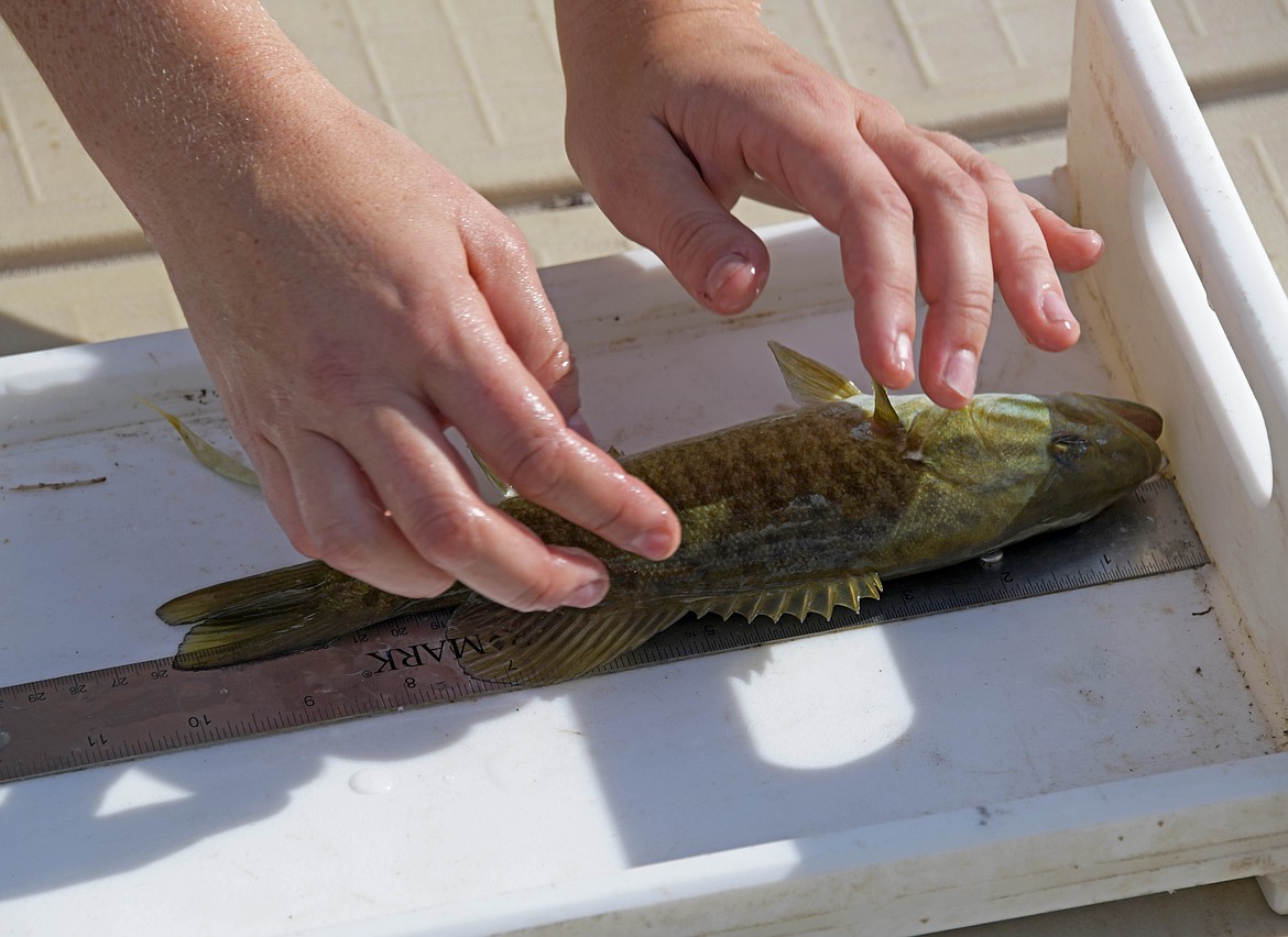 OUTDOORS... Idaho To Administer Copper-based Chemical To Snake River In ...