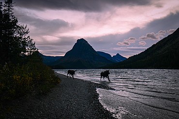 A young bull moose chases a cow along the shoreline of Two Medicine Lake in Glacier National Park on Sunday, Sept. 22. (Casey Kreider/Daily Inter Lake)