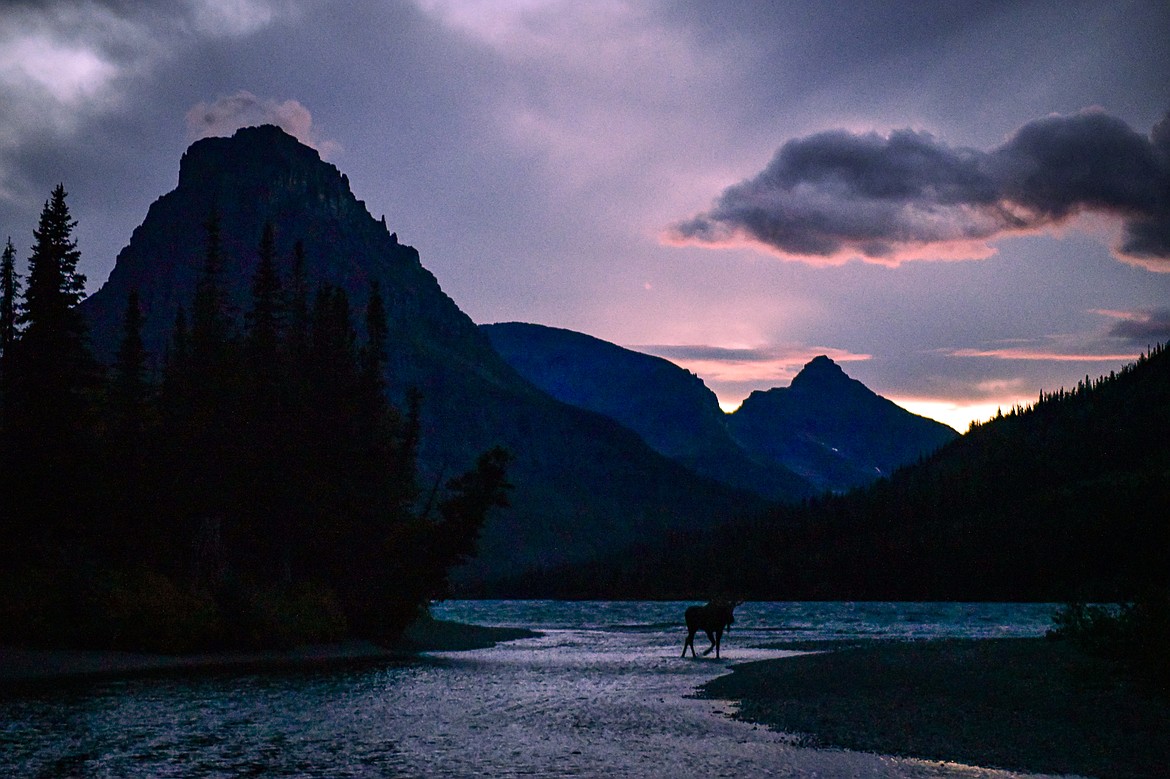 A young bull moose crosses the stream between Two Medicine and Pray lakes in Glacier National Park on Sunday, Sept. 22. (Casey Kreider/Daily Inter Lake)