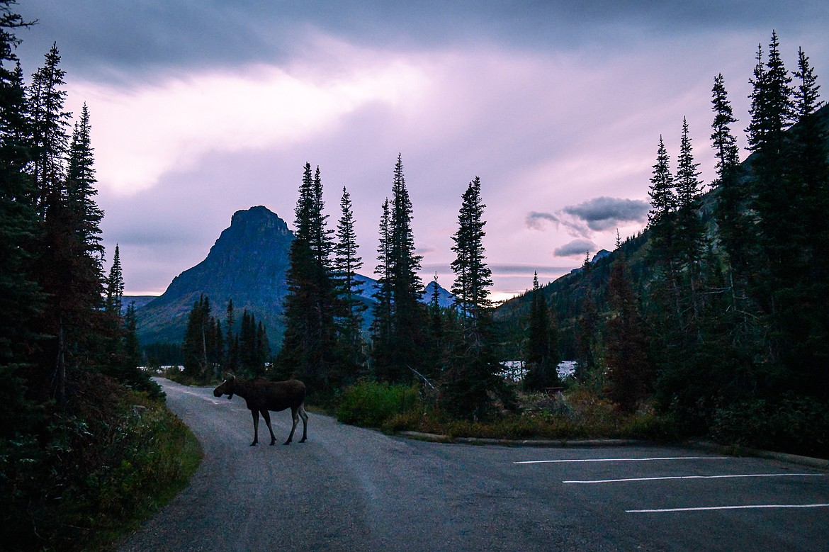 A cow moose at Two Medicine Campground in Glacier National Park on Sunday, Sept. 22. (Casey Kreider/Daily Inter Lake)