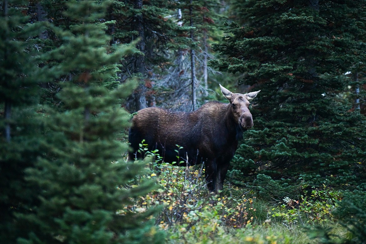 A cow moose at Two Medicine Campground in Glacier National Park on Sunday, Sept. 22. (Casey Kreider/Daily Inter Lake)