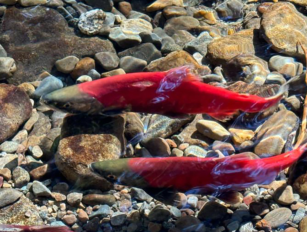 Kokanee are seen in the Trestle Creek area during a recent experiential learning opportunity by Lake Pend Oreille High School students to observe the annual spawning kokanee, who turn bright red as they navigate upstream.