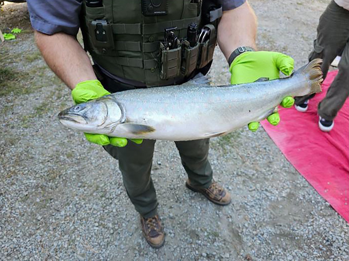 A Lake Pend Oreille High School student holds a kokanee fish during a recent experiential learning opportunity at Trestle Creek to observe the annual spawning kokanee, who turn bright red as they navigate upstream.