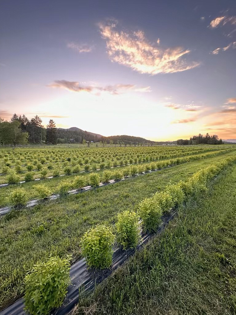 Big Sky Honeyberries is located on Farm to Market Road. Owner David Dunn shares his knowledge with other farmers who would like to grow honeyberries. (Photo by David Dunn)