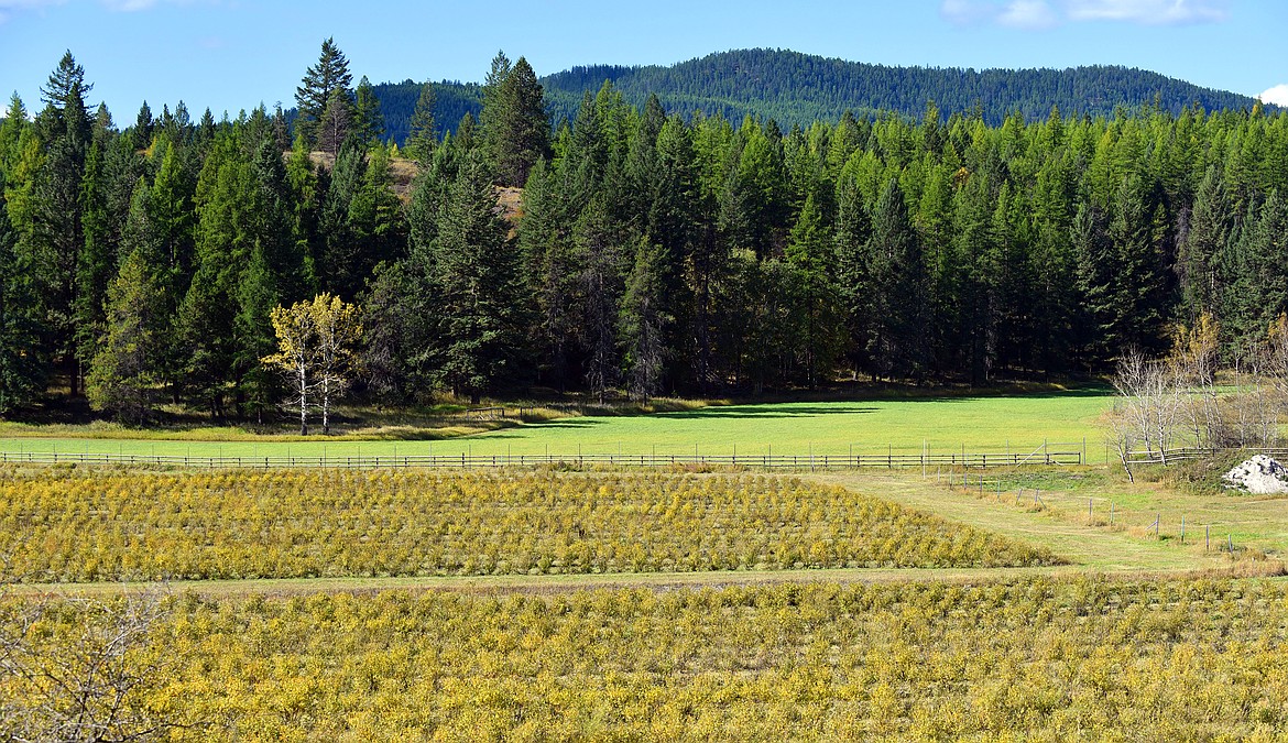 Part of David Dunn's eight miles of honeyberries at Big Sky Honeyberries. (Julie Engler/Whitefish Pilot)