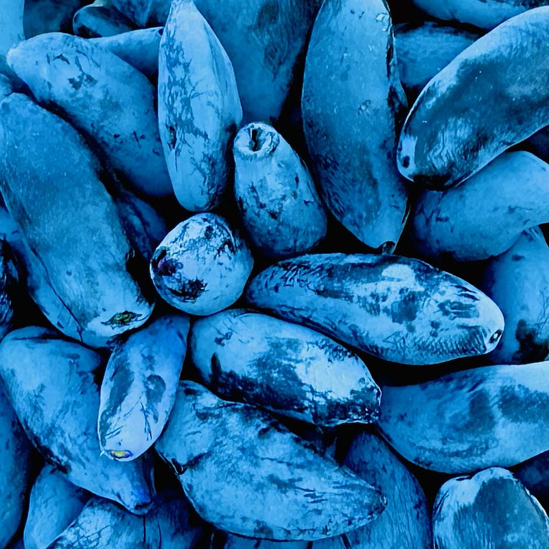 Deep blue-purple honeyberries have a unique, oblong shape. (Photo by David Dunn)