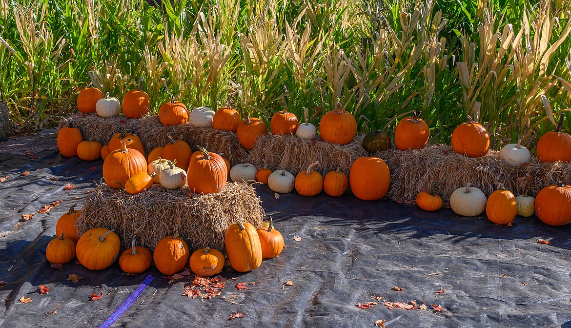 The pumpkin patch at the Riffle's Fall Festival in Sanders County. (Tracy Scott/Valley Press)