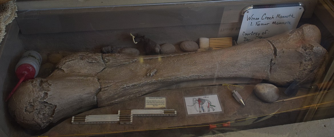 A Wenas mammoth bone that students could look at during the archaeology day event at the Wanapum Herritage Center.