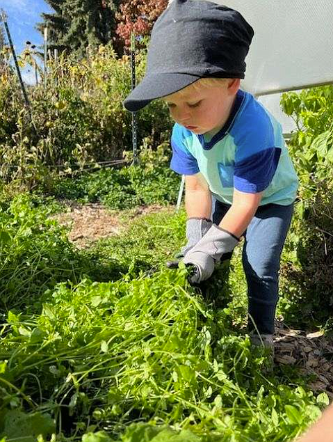 June Gittens works in the Shared Harvest Community Garden during the 2024 summer season. The garden is hosting a fall celebration and cleanup from noon to 2 p.m. Sunday.