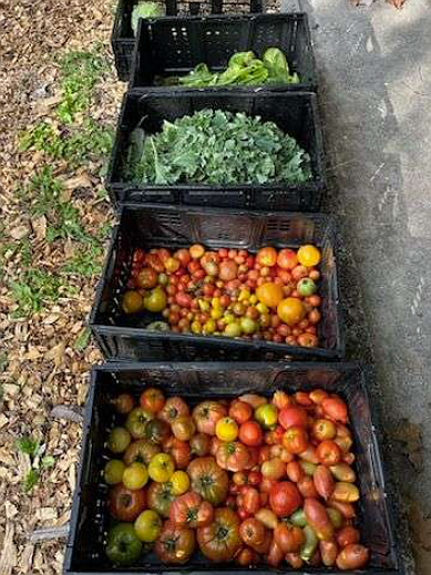 Produce from Shared Harvest Community Garden was freshly picked Monday. The garden will host a community fall celebration and cleanup Sunday.