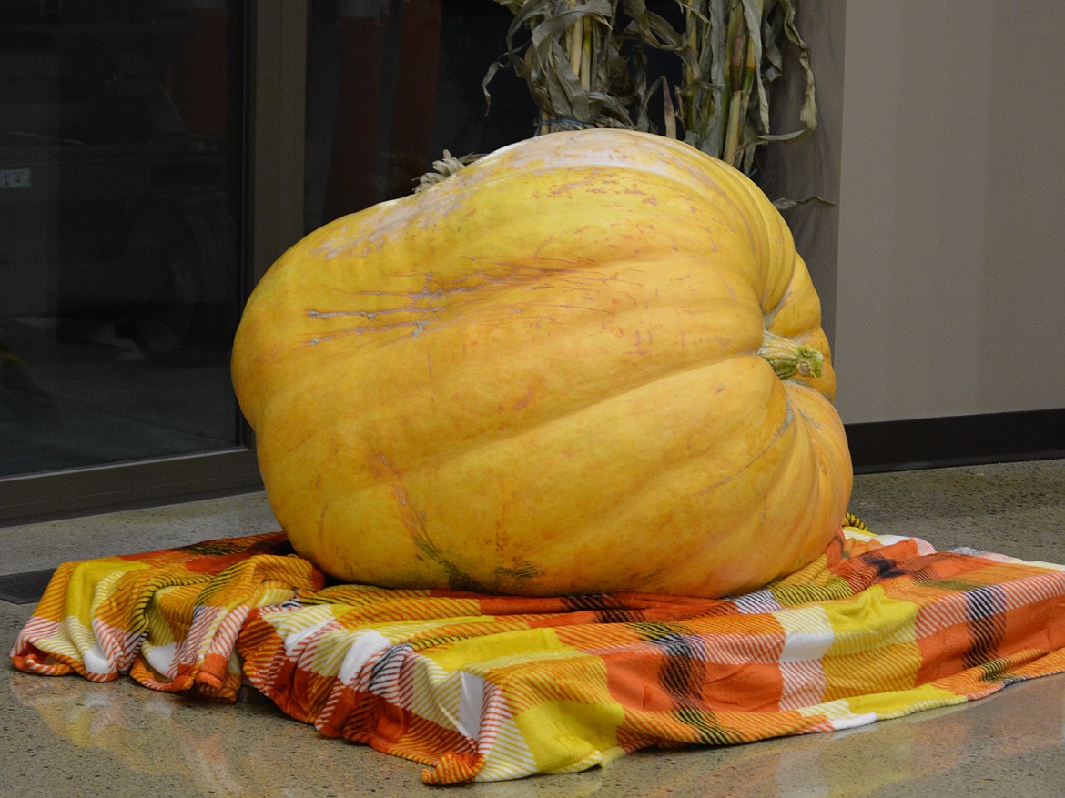 The great pumpkin of Post Falls was grown by the city's streets division.