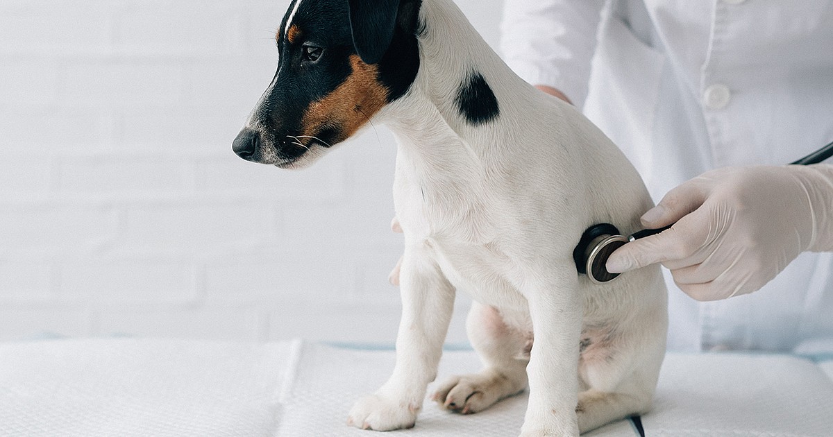 Murmur mindfulness Heart murmurs in young pets Coeur d'Alene Press