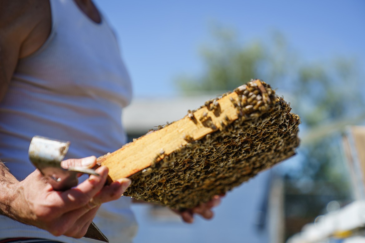 Old queens are removed from the queen banks at the UM Apiary on June 8 in Missoula. (UM Photos by Coral Scoles-Coburn)