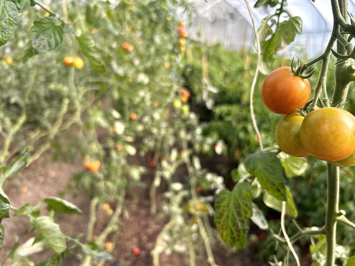 Tomatoes grow in Pilgrim's certified organic farm behind the store.