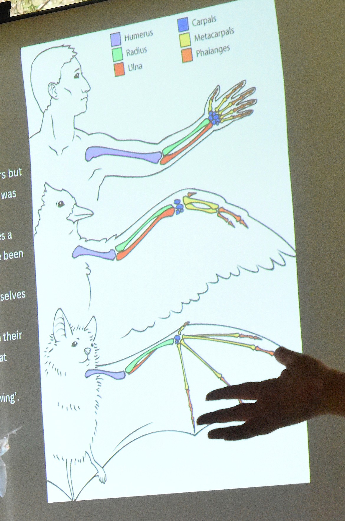 A slide shows how a bat's wing compares to a human's arm. Bats also have fingers. (Berl Tiskus/Leader)