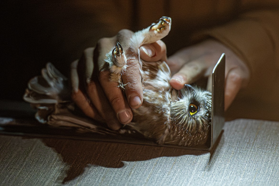 A Saw-whet owl gets its length measured as part of ORI’s research and banding project at Flathead Lake Biological Station Tuesday, Oct. 15. (Avery Howe/Bigfork Eagle)