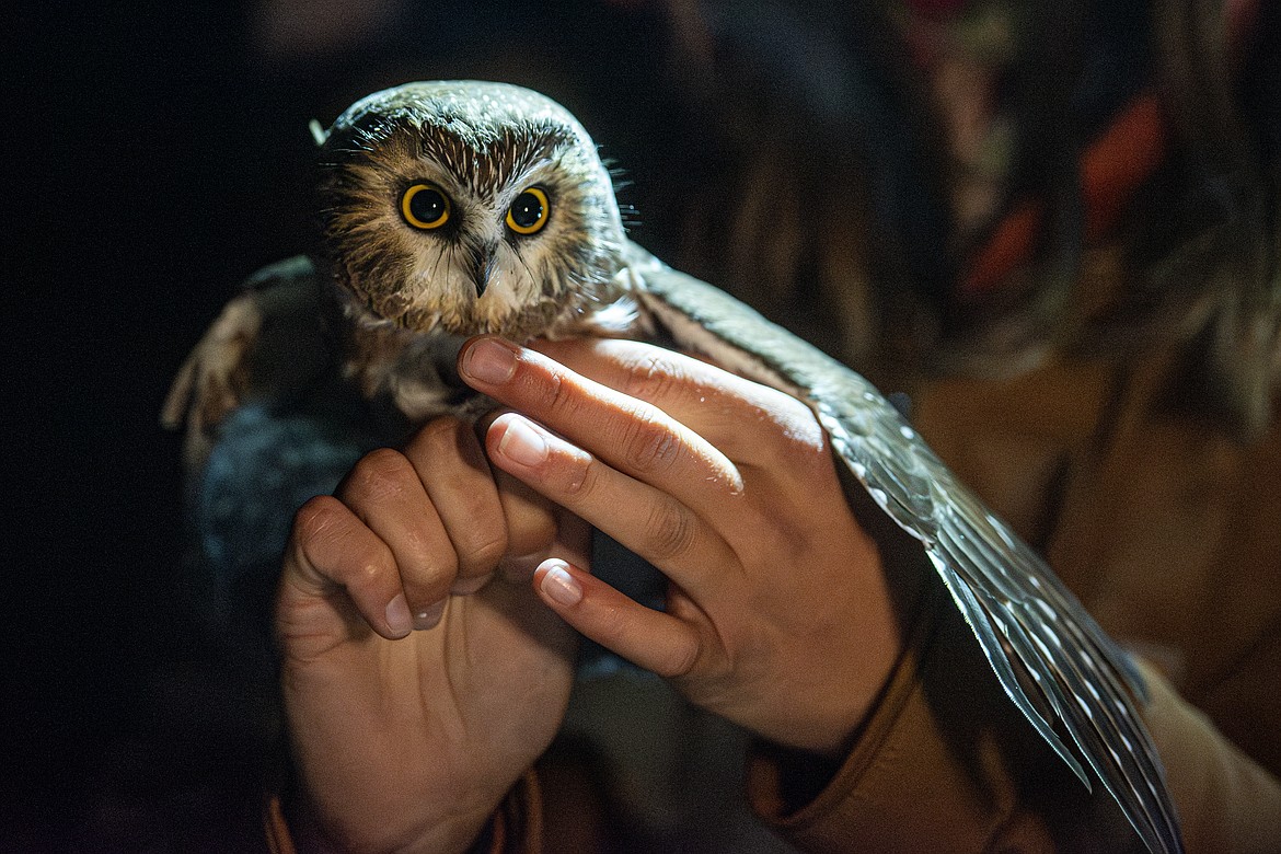 A saw-whet owl is banded by ORI field technician Lauren Tate at Flathead Lake Biological Station Tuesday, Oct. 15. (Avery Howe/Bigfork Eagle)