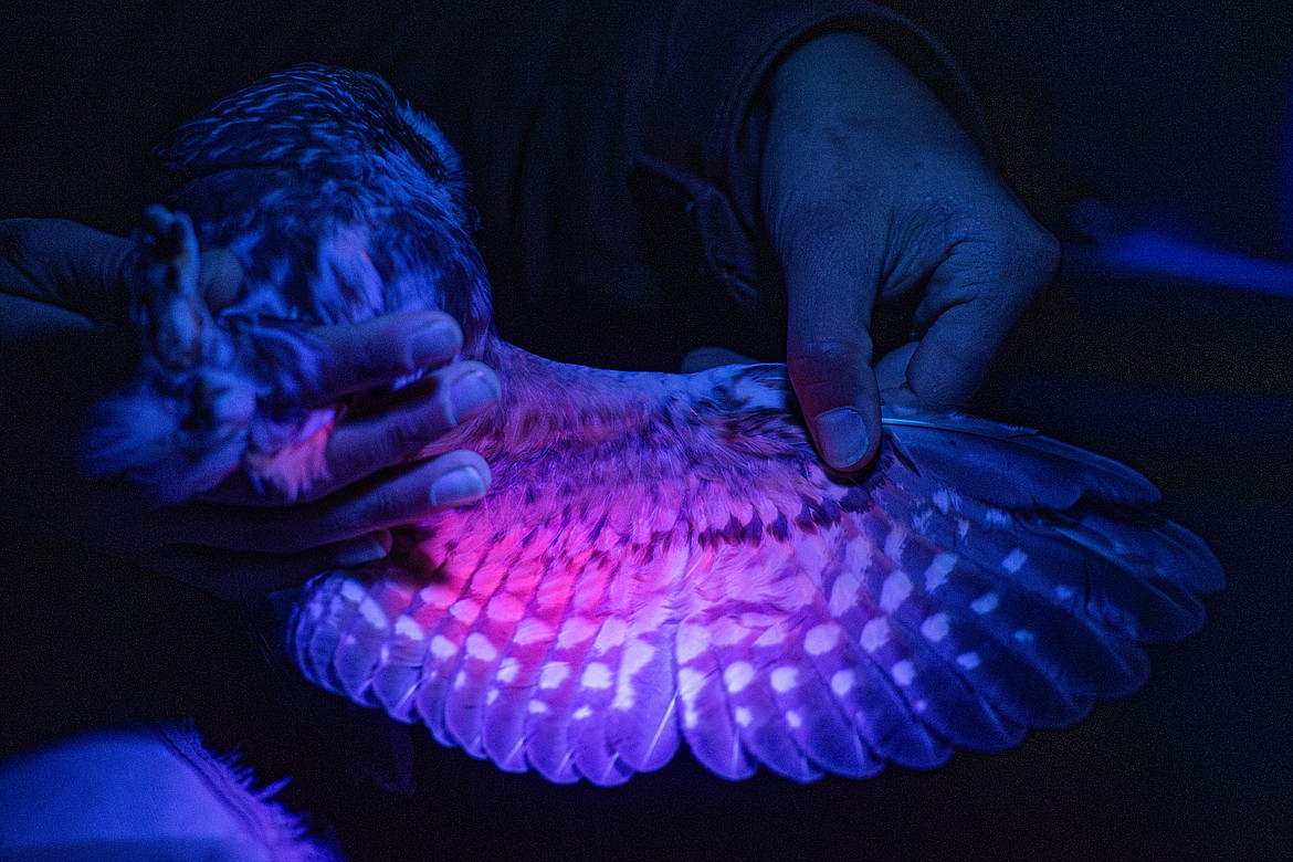 A UV light illuminates porphyrins in a saw-whet owl’s wing to help researchers determine the feathers’ age Tuesday, Oct. 15. (Avery Howe/Bigfork Eagle)