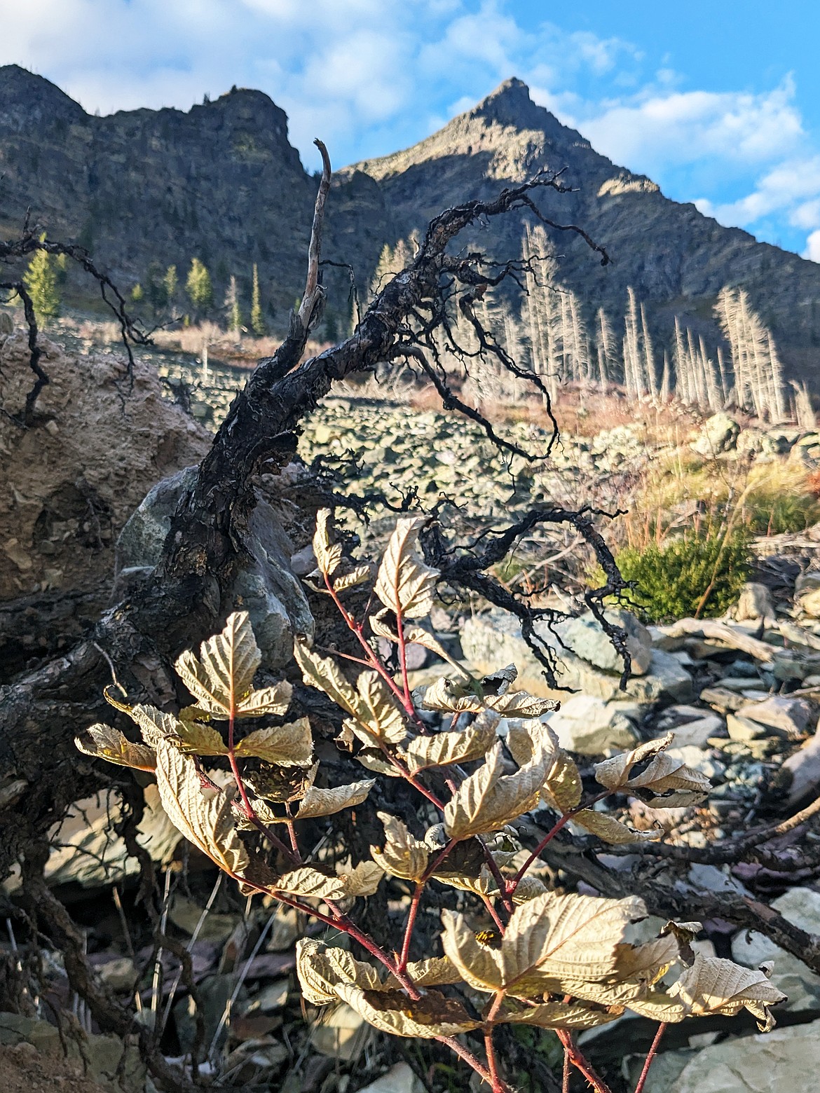 Fall fiolage near Snyder Lake in Glacier National Park on Oct. 20. (Kelsey Evans/Whitefish Pilot)