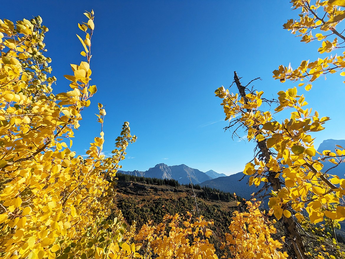 Fall foliage near the Loop Trailhead in Glacier on Sept. 28. (Kelsey Evans/Whitefish Pilot)